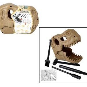 Edu excavation dinosaur fossil in skull