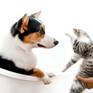 Pets